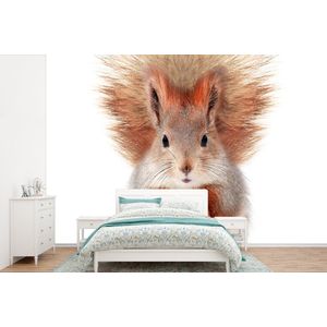 Eekhoorn - Dieren - Natuur - Oranje - Wit - Behangpapier