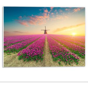 Forex - Molen in Tulpenveld - 40x30cm Foto op Forex