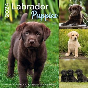 Labrador Retriever Puppies Kalender 2024