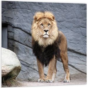 WallClassics - PVC Schuimplaat- Grote Mannetjes Leeuw bij Rots - 100x100 cm Foto op PVC Schuimplaat