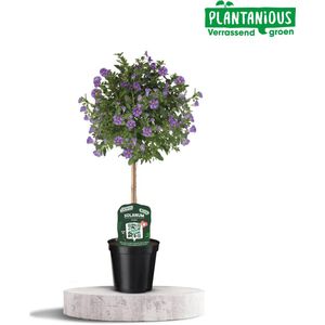Plantenboetiek.nl | Solanum Rantoineti - Ø19cm - Hoogte 75cm - Tuinplant
