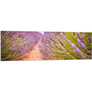 WallClassics - Vlag - Stenen Pad in Lavendel Veld - 150x50 cm Foto op Polyester Vlag