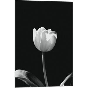 WallClassics - Vlag - Witte Tulp - Zwart Wit - 50x75 cm Foto op Polyester Vlag