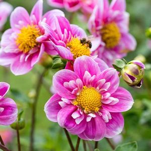 Hartenaas kraagdahlia maat II 1 st.