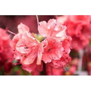 Azalea japonica Orange/orange - Azalea 50- 60 cm in C10 pot