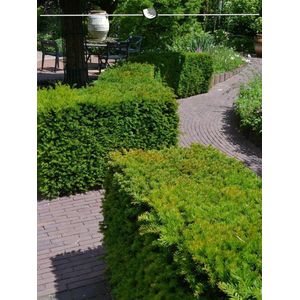 Venijnboom Taxus media Hillii 50-60 cm, 25x Haagplant