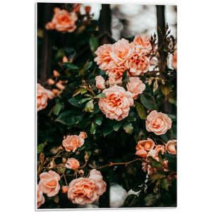 Forex - Roze Bloemen aan Struik - 40x60cm Foto op Forex