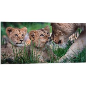 Vlag - Duo Leeuwenwelpjes bij Moeder in Groen Grasveld - 100x50 cm Foto op Polyester Vlag
