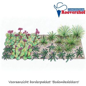 Borderpakket 'Bodembedekkers' - 21 planten - halfschaduw / schaduw - 4 m²