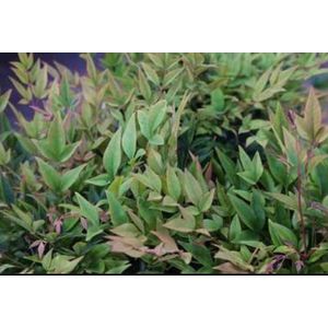 2 x Nandina dom. 'Gulfstream' - Hemelse Bamboe 25- 30 cm in pot