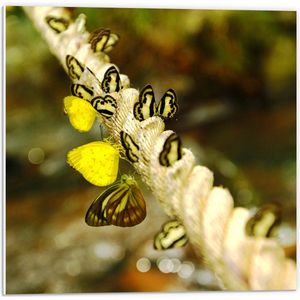 PVC Schuimplaat- Dik Gedraaid Touw vol Zwart met Gele Vlinders - 50x50 cm Foto op PVC Schuimplaat
