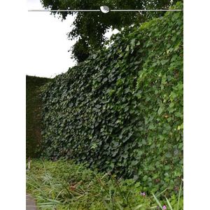 Ierse Klimop Hedera hibernica 150-175 cm in Pot in Pot, 20x Haagplant