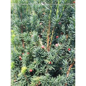 Venijnboom Taxus media Hicksii 60-80 cm, 50x Haagplant