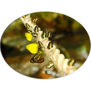 Dibond Ovaal - Dik Gedraaid Touw vol Zwart met Gele Vlinders - 68x51 cm Foto op Ovaal (Met Ophangsysteem)