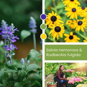 Planten Mix Salvia nemorosa & Rudbeckia fulgida