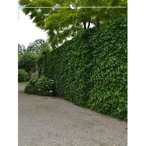 Ierse Klimop Hedera hibernica 125-150 cm in Pot in Pot, 100x Haagplant