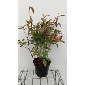 Azalea mollis (roze) - Tuinazalea 40 - 50 cm in pot