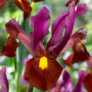 Iris hollandica red ember 10 stuks hollandse irissen