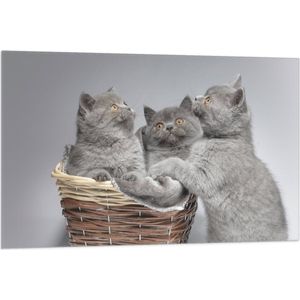 Vlag - Mandje Vol Grijze Britse Korthaar Kittens met Oranje Ogen - 105x70 cm Foto op Polyester Vlag