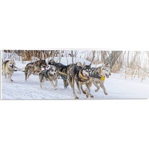 PVC Schuimplaat- Groep Slee-honden in Sneeuwlandschap - 60x20 cm Foto op PVC Schuimplaat