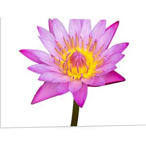 PVC Schuimplaat - Tekening van Roze Lotus Bloem tegen Witte Achtergrond - 80x60 cm Foto op PVC Schuimplaat (Met Ophangsysteem)