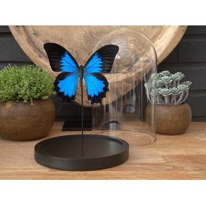 Glazen stolp met Papilio Ulysses vlinder - taxidermie - entomologie