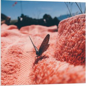 Forex - Bruine Vlinder in Roze Natuur - 80x80cm Foto op Forex