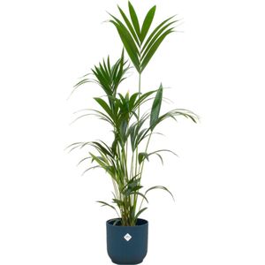 Combinatie van kentia palm en blauwe pot, 160cm hoog, Ø30