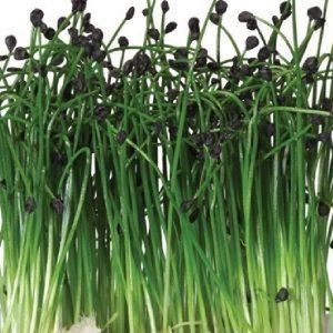 HERB GARLIC microgreen zaden Biologisch 10G