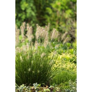Plants Online - Tuinplanten - Siergrassen - Set van 5 - Pennisetum alopecuroides 'Little Bunny' - 0.7 liter pot - Plant