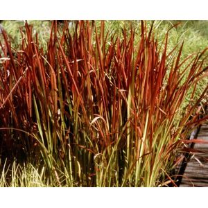 Japans bloedgras (Imperata cylindrica 'Red Baron') - Vijverplant - 3 losse planten - Om zelf op te potten -  Vijverplanten webshop