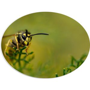 WallClassics - PVC Schuimplaat Ovaal - Wesp op Groene Takken - 40x30 cm Foto op Ovaal (Met Ophangsysteem)