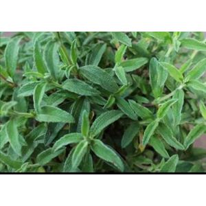 2 x Cistus skanbergii - Cistusroos Of Rotsroos 20- 25 cm in pot