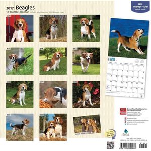 Beagle Kalender 2017 Browntrout