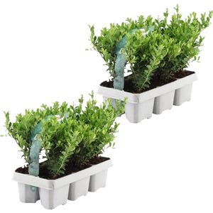 YouFlowers - 12x ilex planten | buxus vervanger | hulstplanten winterhard | Ø7 cm - Hoogte: 15 cm | Ilex crenata | haagplanten | Planten | Tuinplanten
