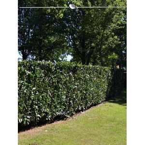 Laurier Prunus Herbergii 140-160 cm, 10x Haagplant