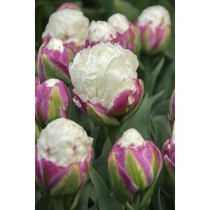 Tulp Ice Cream | 5 stuks | Tulpenbollen