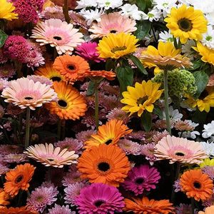 Gerbera zaden - Gerbera gemengd