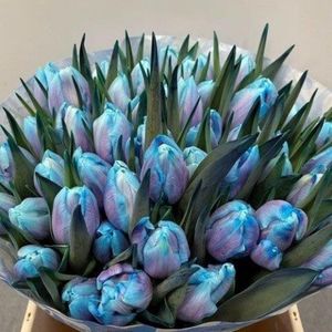 Verse Tulpen -  Bubblegum - 50 stuks