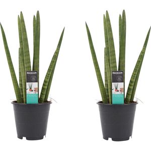 Goed & Groen - Decorum Duo Sansevieria Cylindrica - ↨ 35cm - Potmaat 12 - Kwaliteit Planten - Kamer Plant - Kamerplanten - Sfeer
