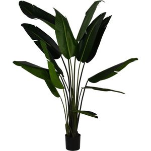 Strelitzia Nicolai - 220cm