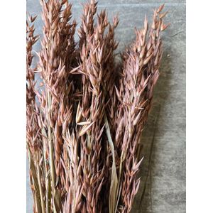 Bruine haver gedroogd | Avena droogbloemen | Lengte 65 centimeter | Per stuk te bestellen