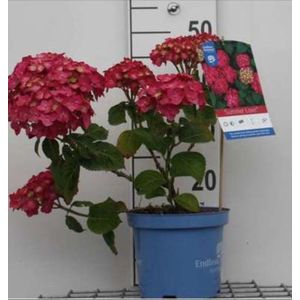 2 x Hydrangea macr. 'Endless Summer® Summer Love' - Hortensia 25- 30 cm in pot