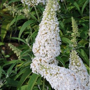 8 x Vlinderstruik White Profusion Wit - Bloeiende Winterharde Sierheester - Buddleja davidii 'White Profusion' in C2(liter) pot met hoogte 20-40cm
