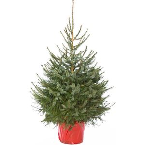 Echte Kerstboom - Zilverspar in pot - houd lang zijn naalden vast - herplant - Picea Omorika 125-150cm