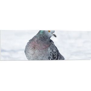 PVC Schuimplaat - Stadsduif zittend op Dun Laagje Sneeuw - 90x30 cm Foto op PVC Schuimplaat (Met Ophangsysteem)