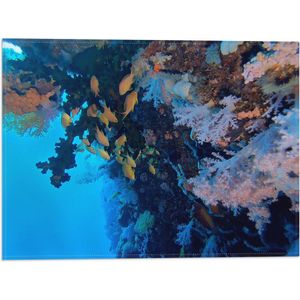 WallClassics - Vlag - Gele Vissen bij Koraal in de Zee - 40x30 cm Foto op Polyester Vlag