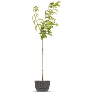 Kersenboom - Prunus avium Lapins | Halfstam