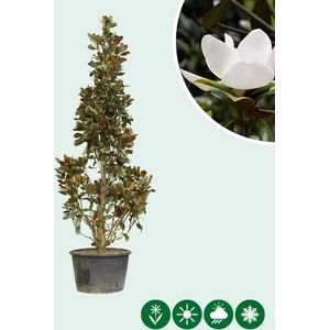 Magnolia grandiflora solitair | Magnolia grandiflora ‘Galissonière’ | Bomenbezorgd.nl