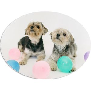 PVC Schuimplaat Ovaal - Twee Kleine Honden Spelend met Ballonnen - 56x42 cm Foto op Ovaal (Met Ophangsysteem)